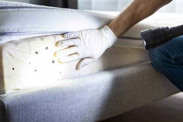 Reliable Lowell, IN Pest Control Solutions