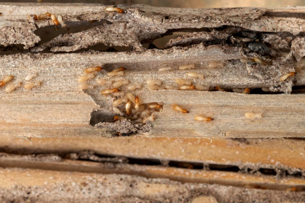 Best Pest Removal Services  in Lowell, IN